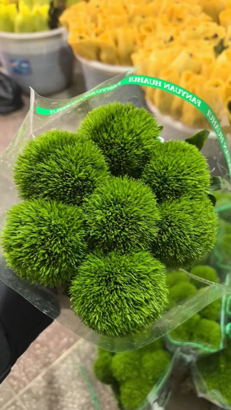 绿毛球