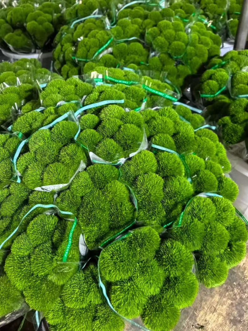 绿毛球
