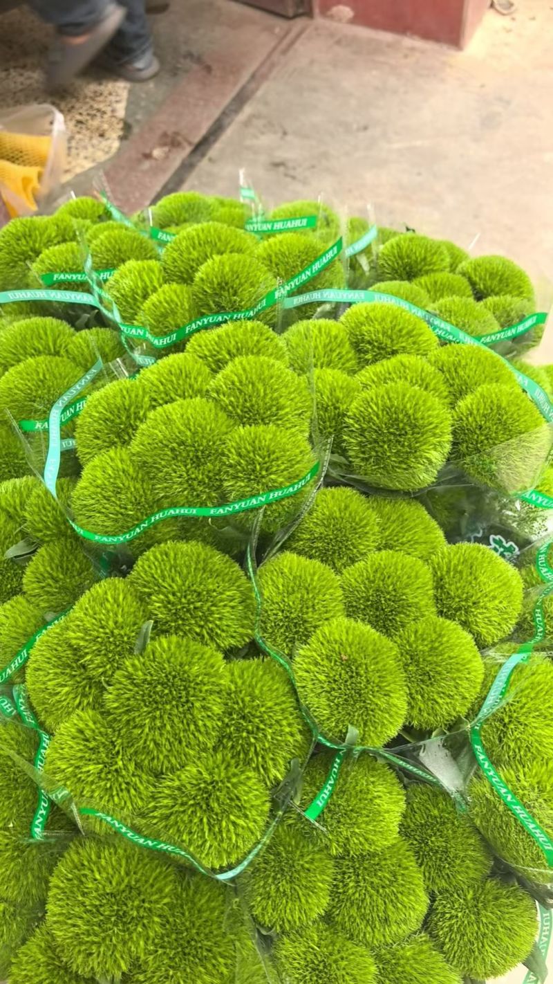 绿毛球