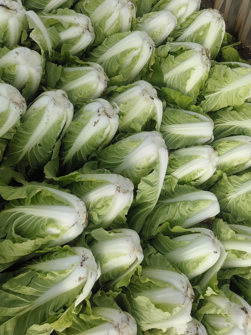 黄白菜夏黄白黄心白菜量大质优一手货源