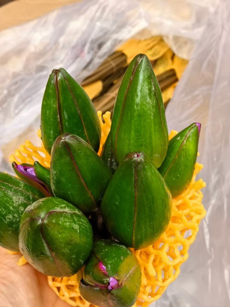 睡莲