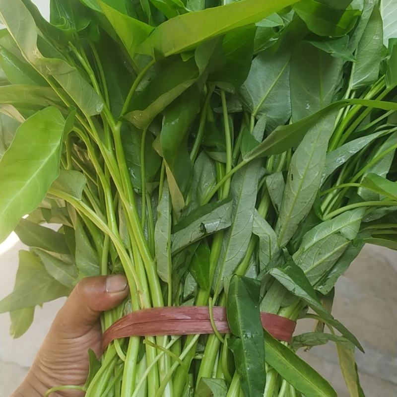 空心菜