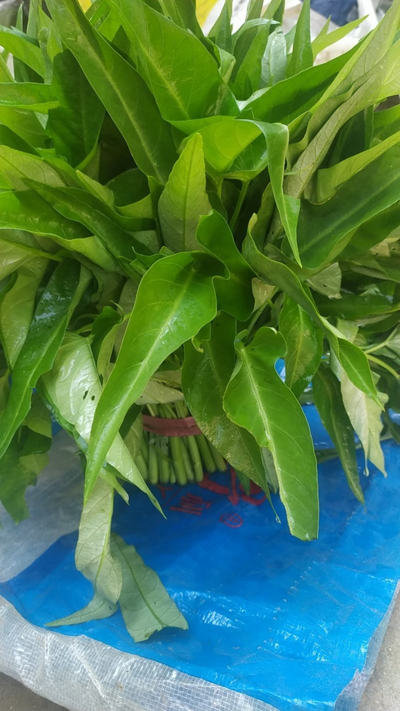空心菜