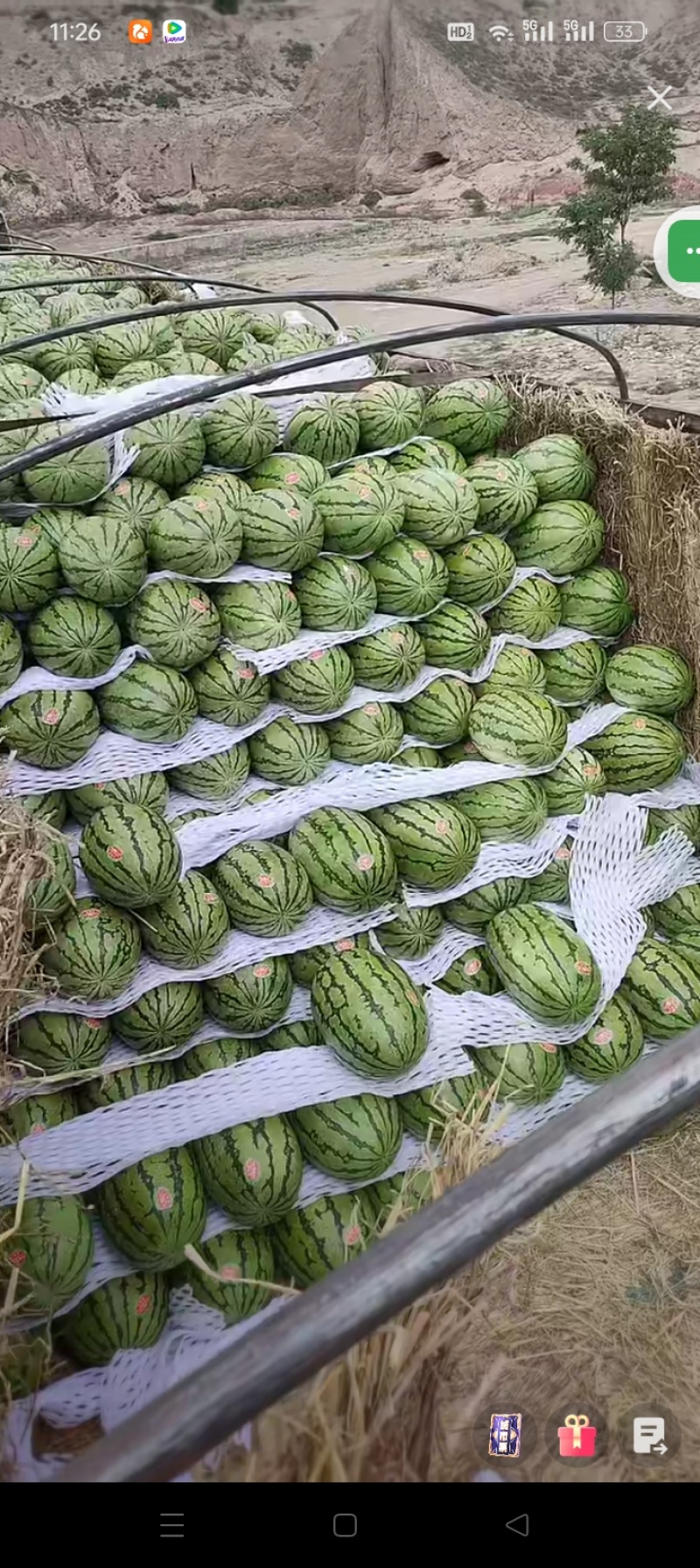 甘肃靖远石头缝里的正宗硒砂瓜