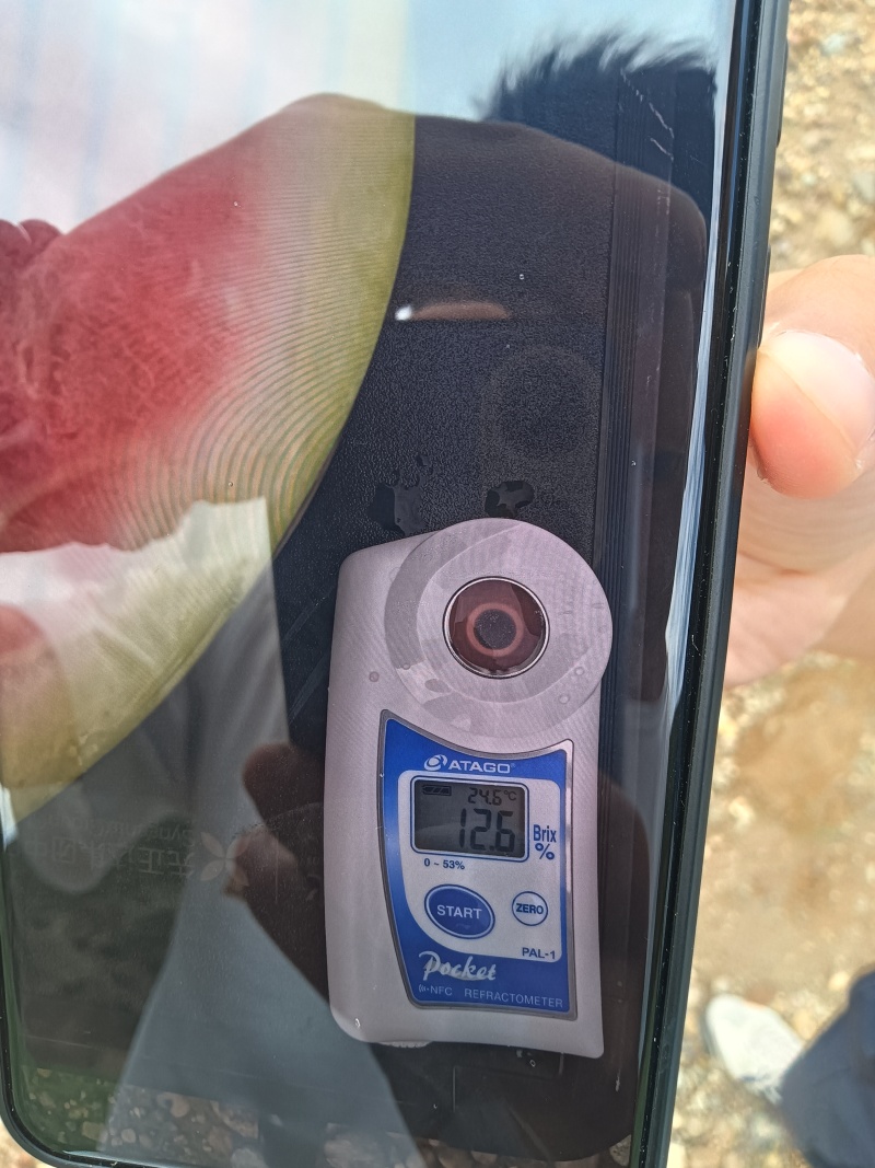 甘肃靖远石头缝里的正宗硒砂瓜
