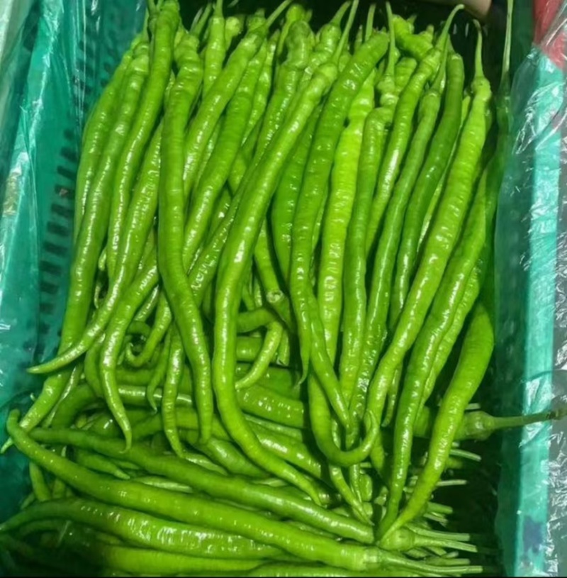 湖北恩施利川高山8#软皮线椒货源充足