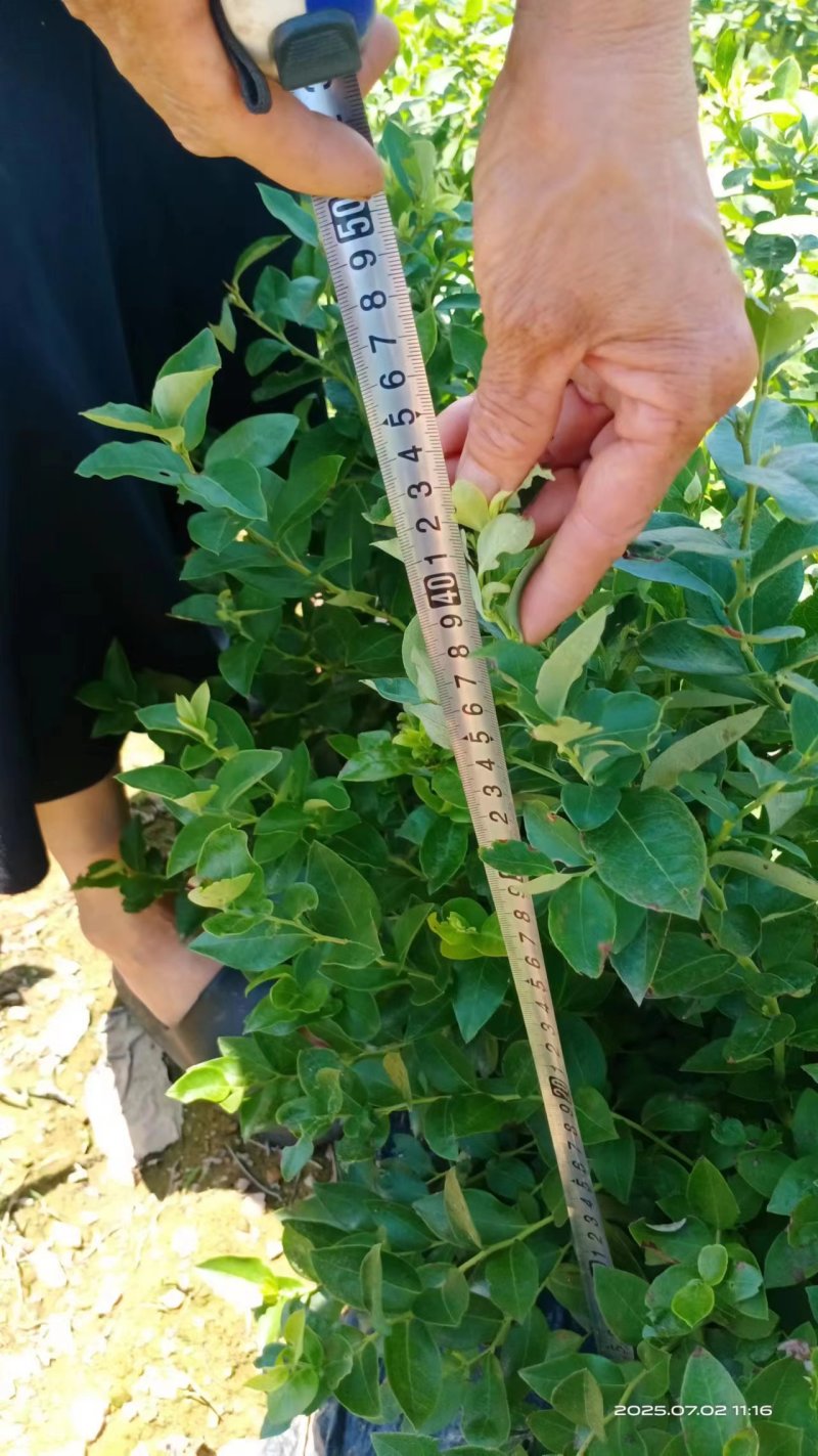 【蓝莓果树苗】蓝莓苗盆栽地栽果苗大果南北方种植苗室内室外