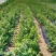 【蓝莓果树苗】蓝莓苗盆栽地栽果苗大果南北方种植苗室内室外