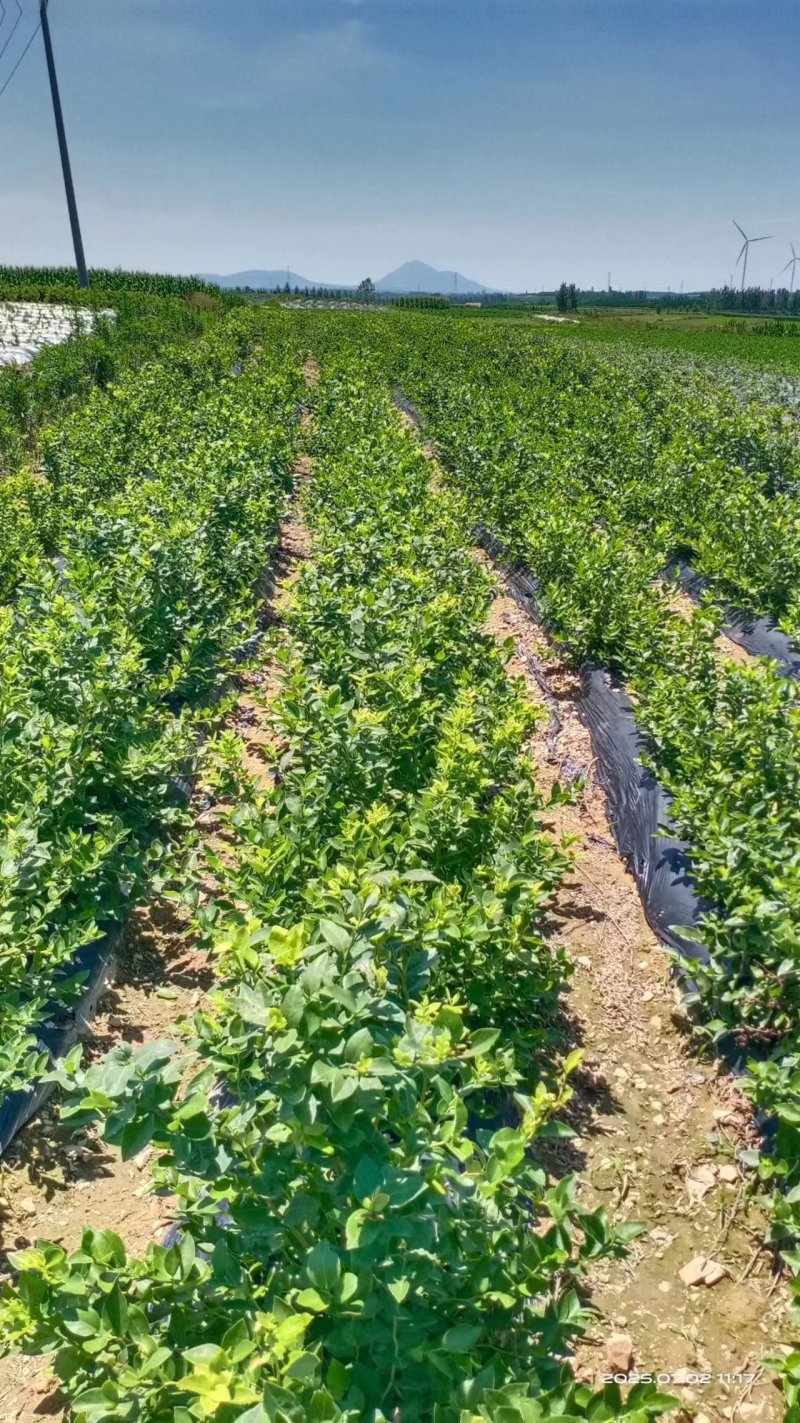 【蓝莓果树苗】蓝莓苗盆栽地栽果苗大果南北方种植苗室内室外