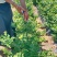 【蓝莓果树苗】蓝莓苗盆栽地栽果苗大果南北方种植苗室内室外