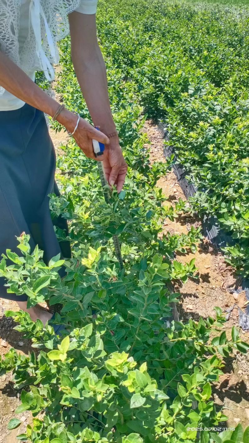 【蓝莓果树苗】蓝莓苗盆栽地栽果苗大果南北方种植苗室内室外