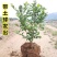 【蓝莓果树苗】蓝莓苗盆栽地栽果苗大果南北方种植苗室内室外