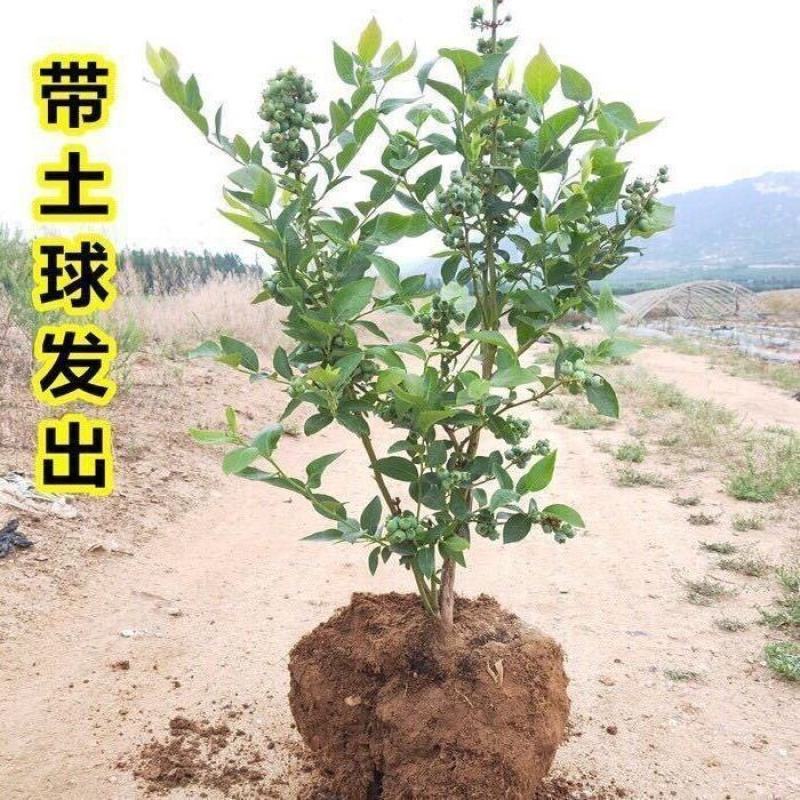 【蓝莓果树苗】蓝莓苗盆栽地栽果苗大果南北方种植苗室内室外