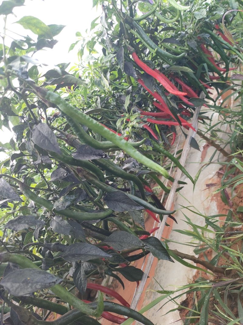 线椒3号红线椒