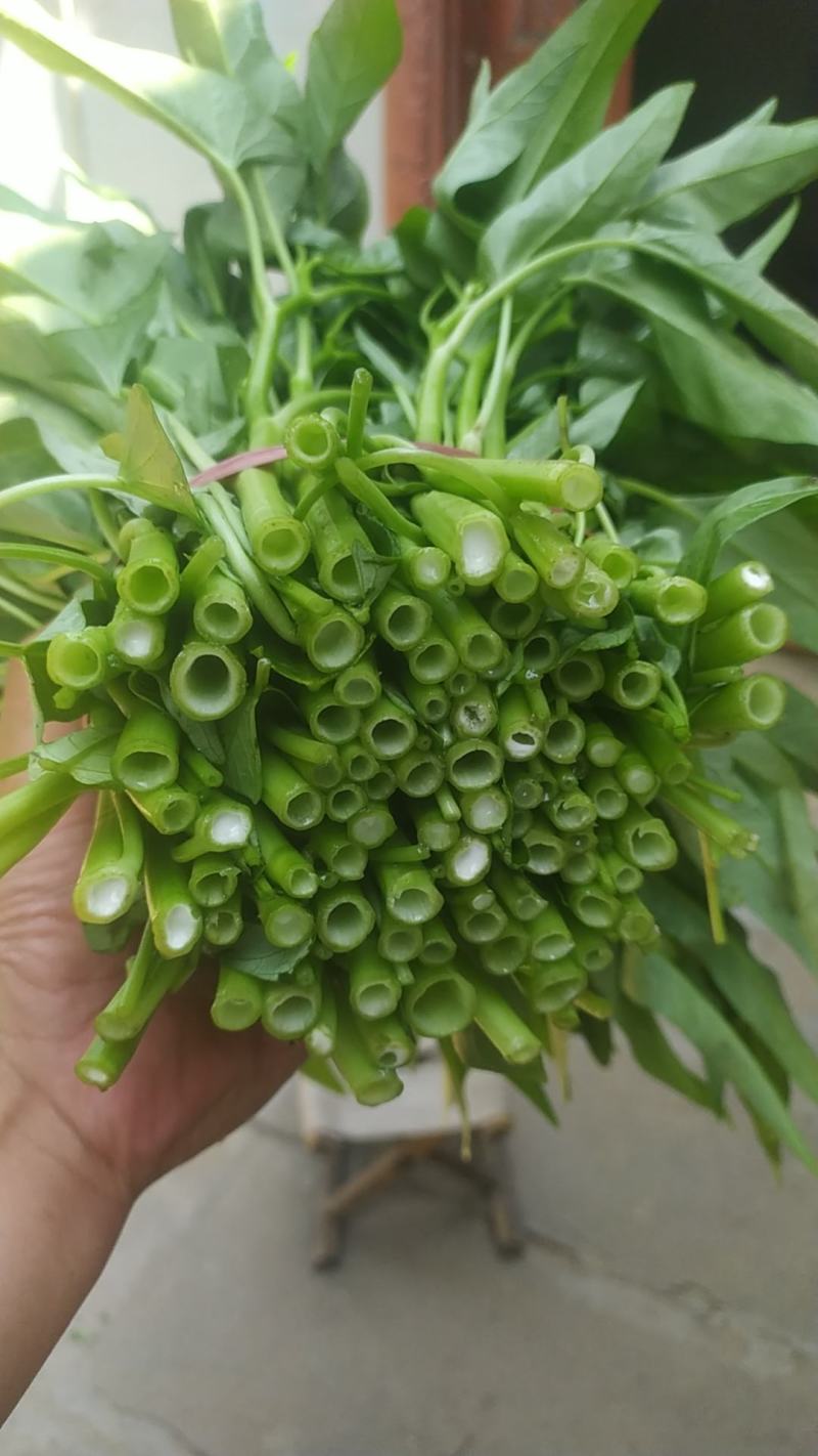 空心菜