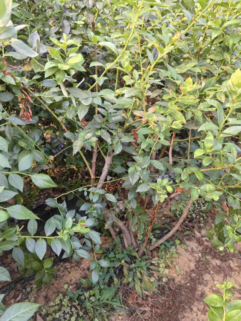 【蓝莓果树苗】五年老桩苗蓝莓苗盆栽地栽果苗大果南北方种植