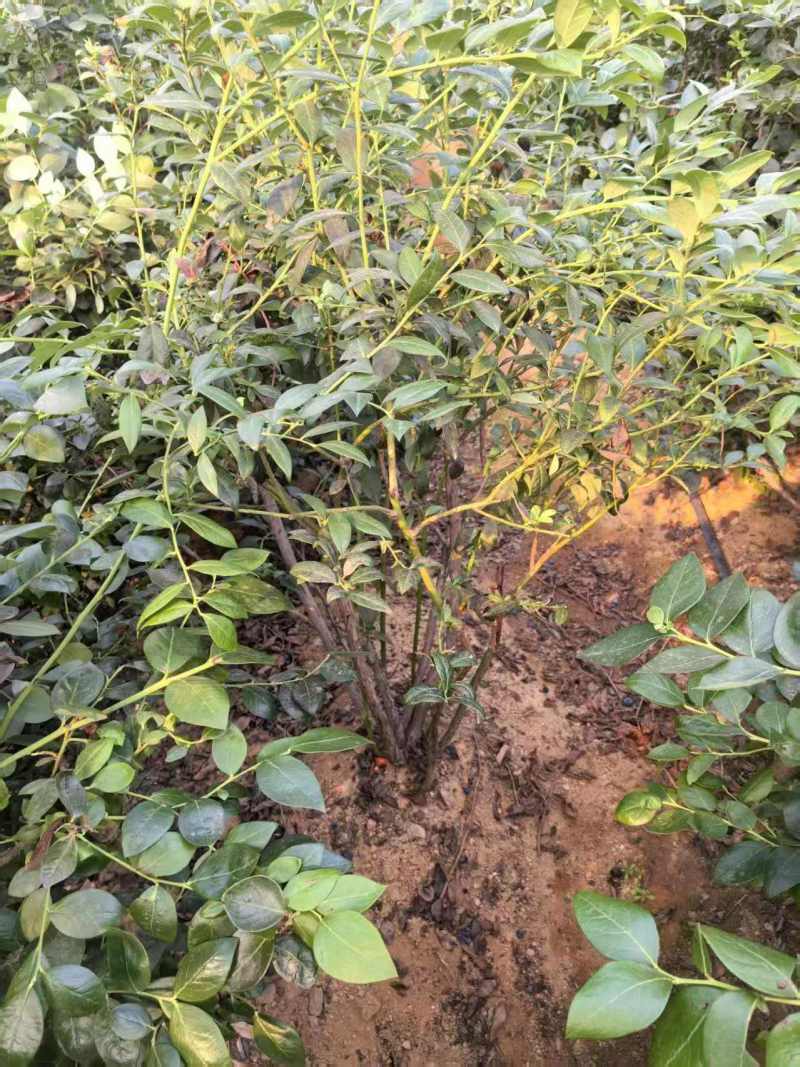 【蓝莓果树苗】五年老桩苗蓝莓苗盆栽地栽果苗大果南北方种植