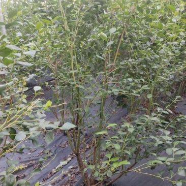 【蓝莓果树苗】五年老桩苗蓝莓苗盆栽地栽果苗大果南北方种植