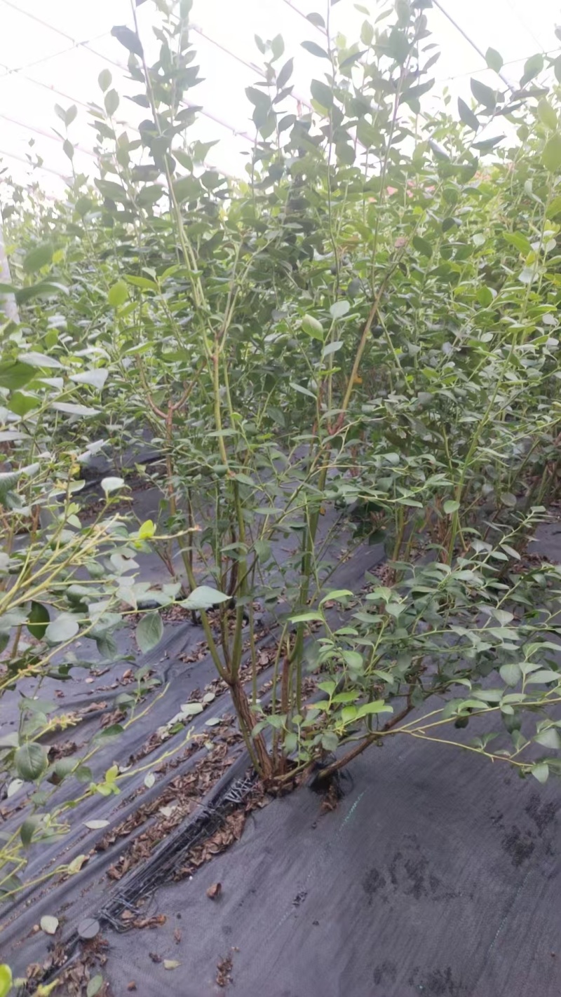 【蓝莓果树苗】五年老桩苗蓝莓苗盆栽地栽果苗大果南北方种植
