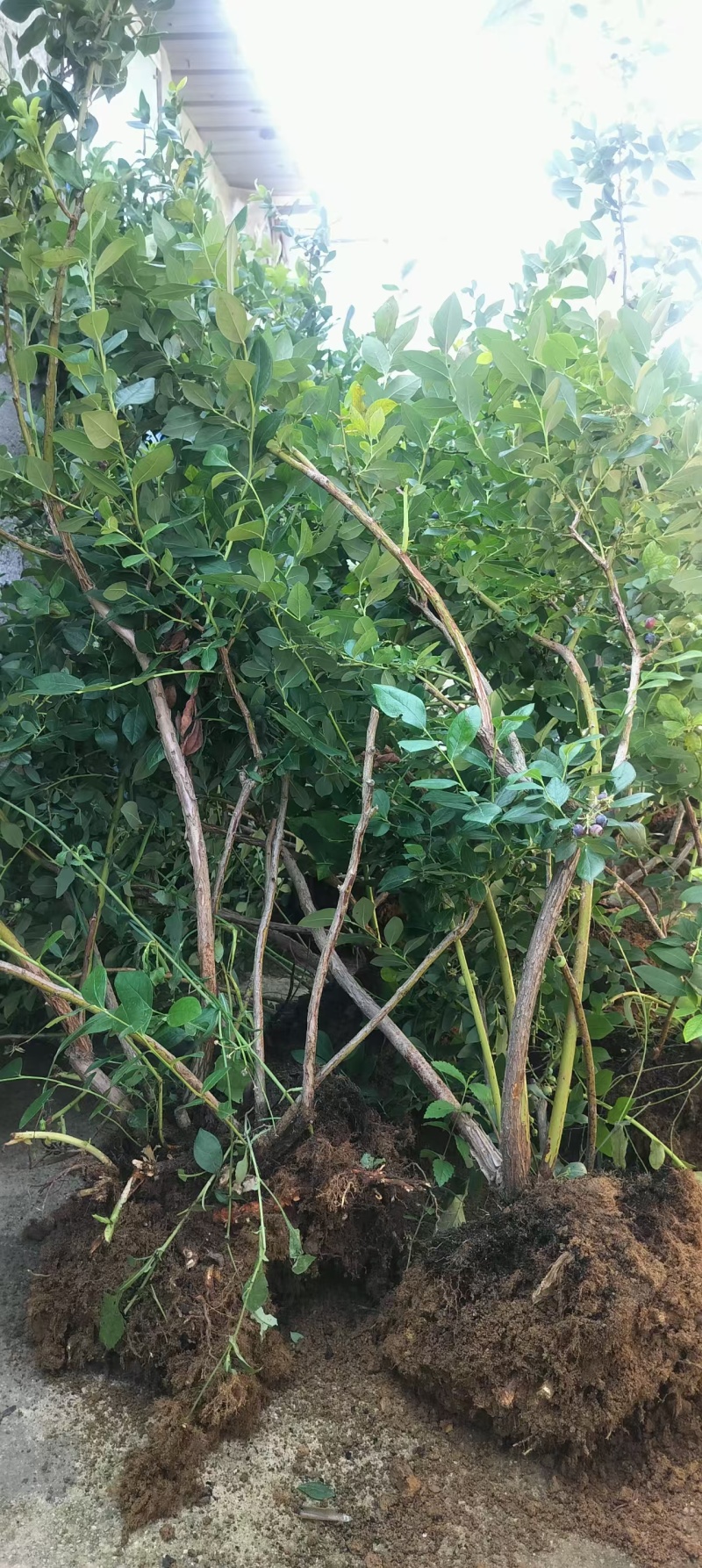 【蓝莓果树苗】五年老桩苗蓝莓苗盆栽地栽果苗大果南北方种植