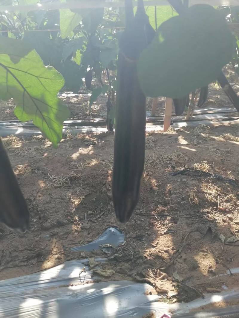 紫把茄子大量上市产地一手货源支持物流发货食堂电商超市
