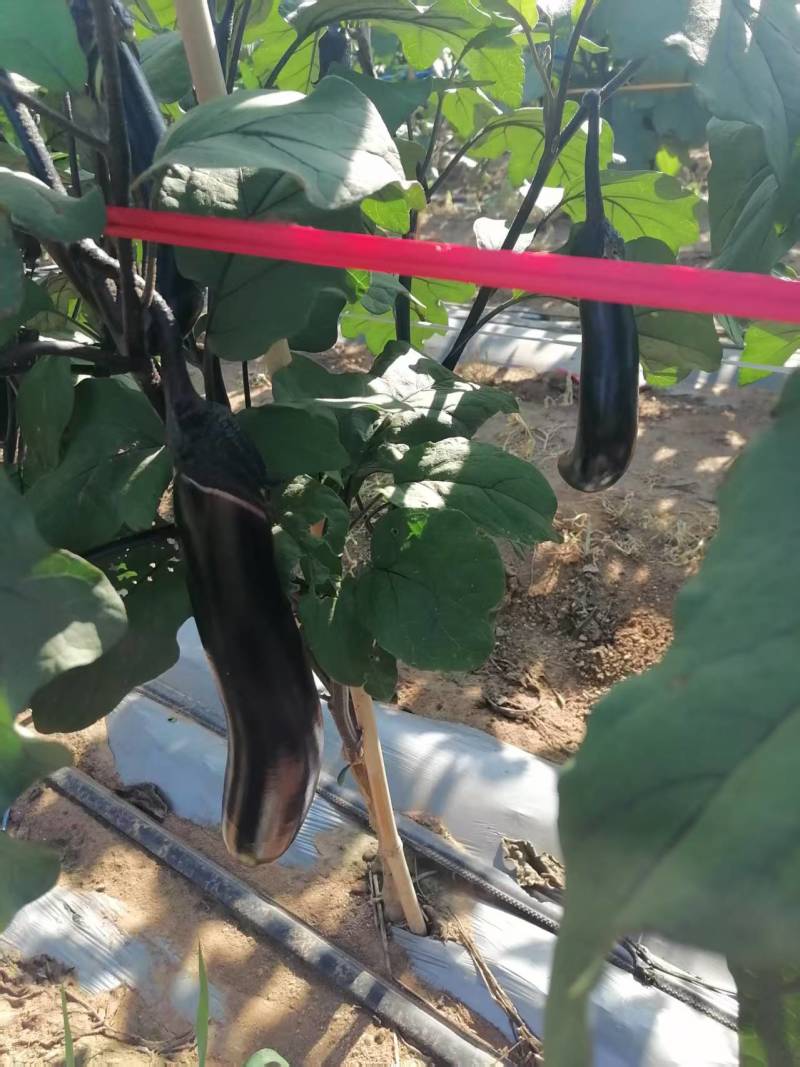 紫把茄子大量上市产地一手货源支持物流发货食堂电商超市