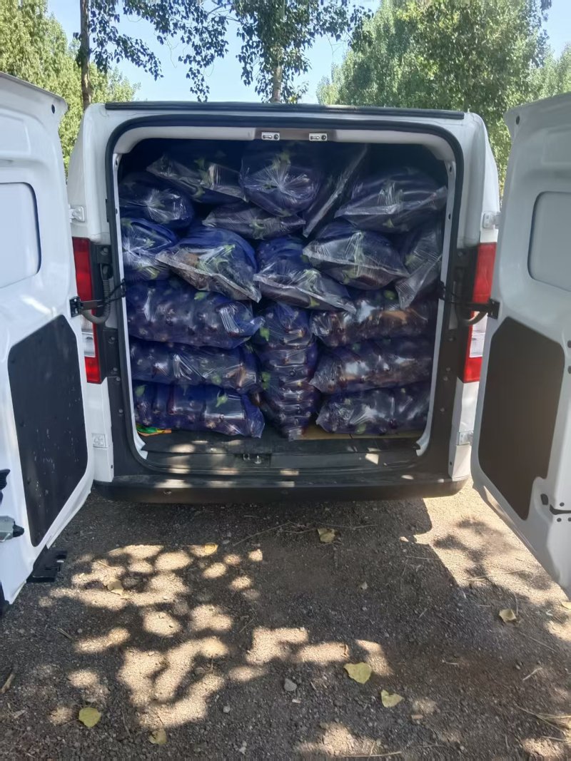 紫把茄子大量上市产地一手货源支持物流发货食堂电商超市