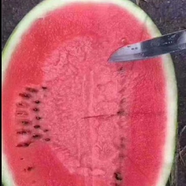 甘肃靖远石头缝里的正宗硒砂瓜