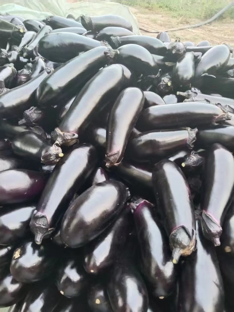 紫把茄子大量上市产地一手货源支持物流发货食堂电商超市
