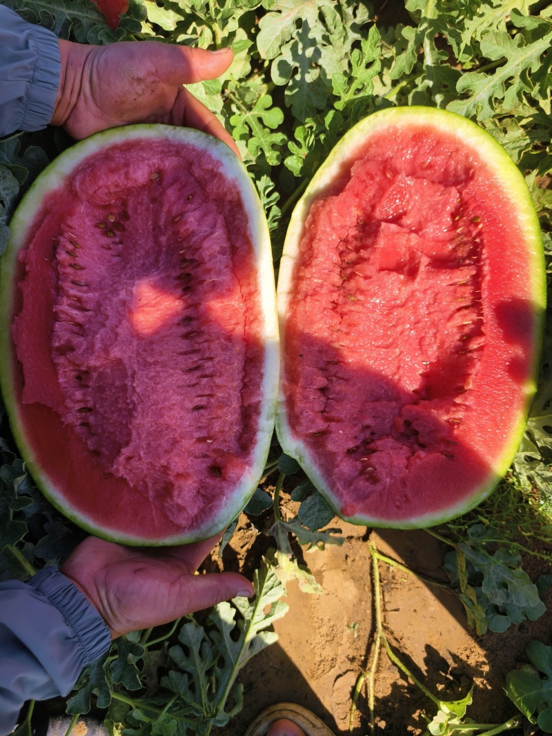 《宁夏硒砂瓜》中卫石头瓜/金城五号/产地供应视频看货