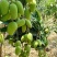 广西百色大台农，甜度20+，产地直发，一件代发