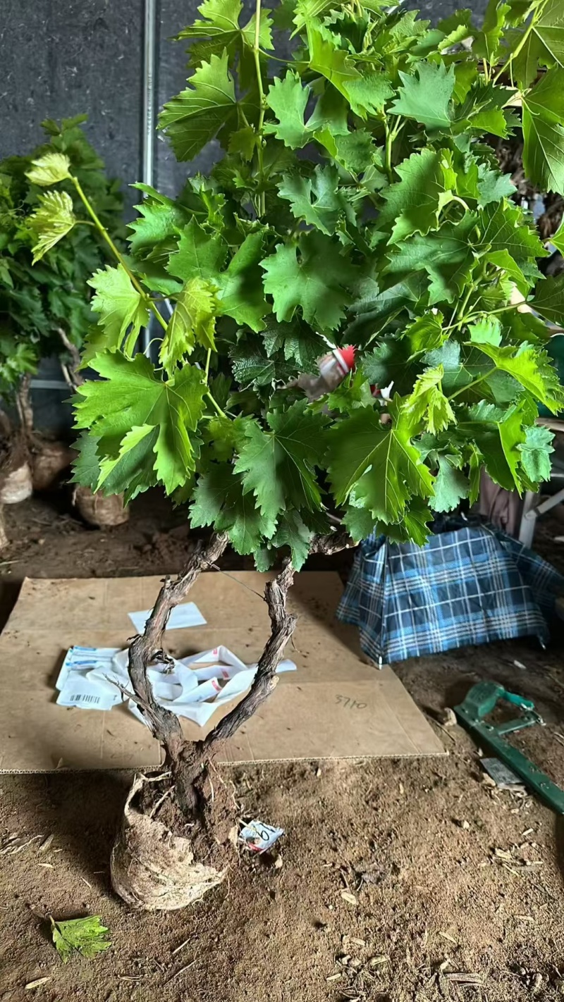 葡萄树占地，大葡萄树，产地一手货源。价格美丽，发全国。