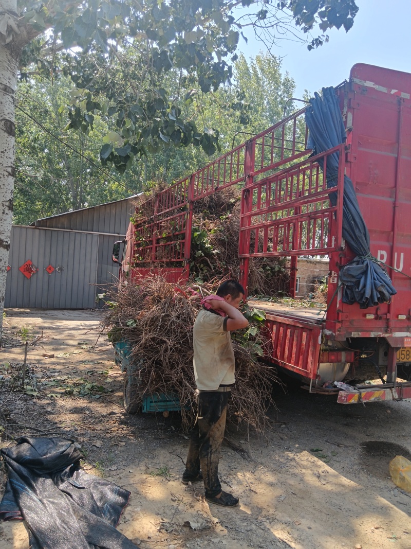葡萄树占地，大葡萄树，产地一手货源。价格美丽，发全国。