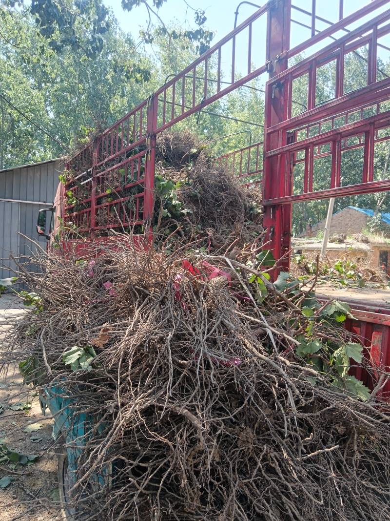葡萄树占地，大葡萄树，产地一手货源。价格美丽，发全国。