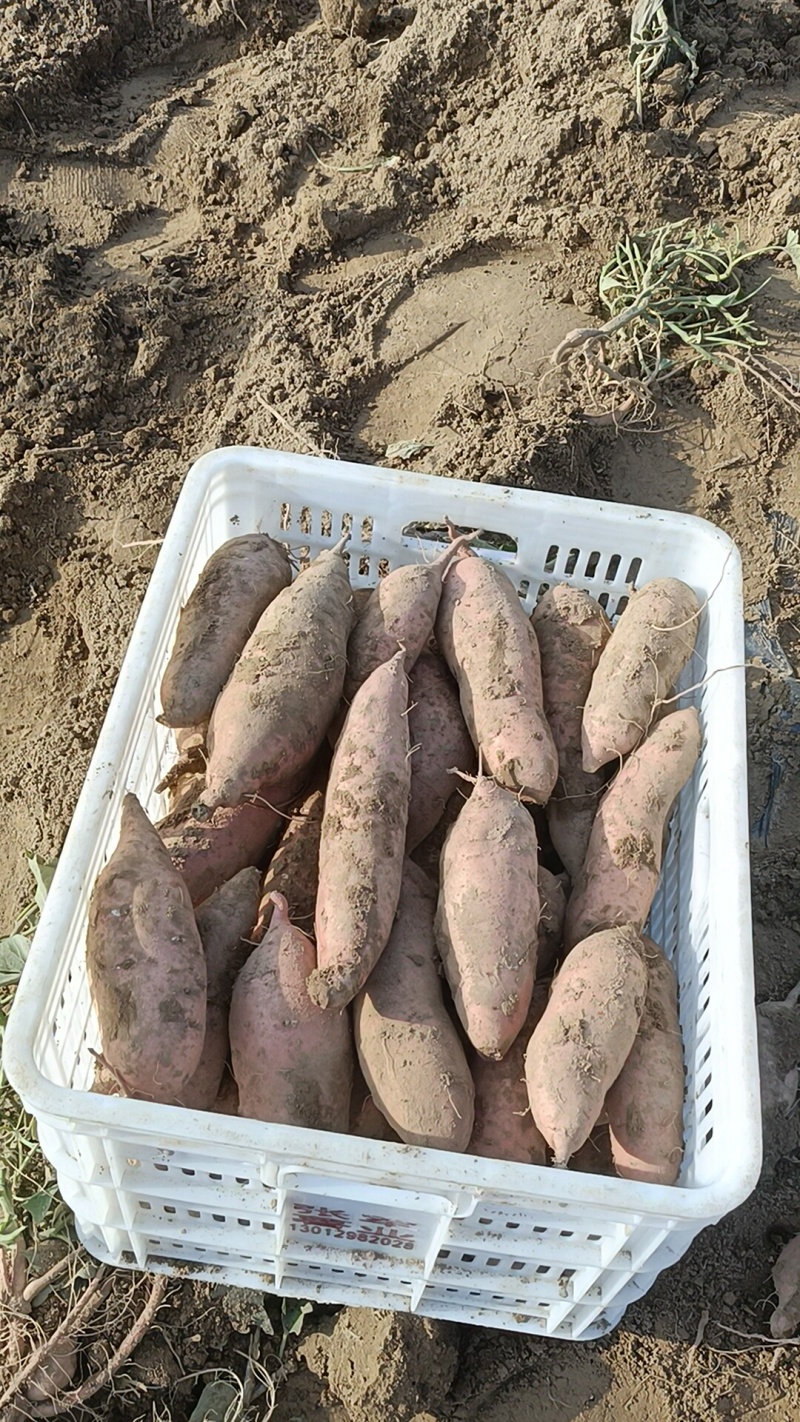 冰糖心哈密口感非常好吃，又细又面又甜，产地直销原产地