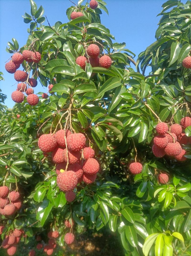 凤花荔枝大量上市产地代办果园货精品靓货统果