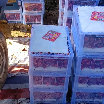 凤花荔枝大量上市产地代办果园货精品靓货统果