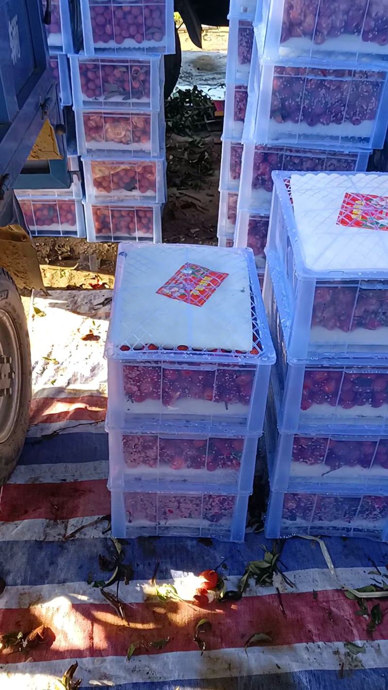 凤花荔枝大量上市产地代办果园货精品靓货统果