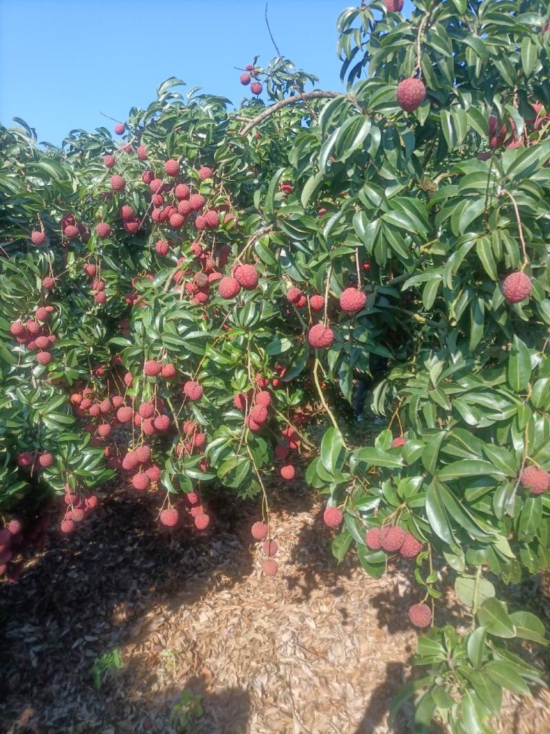 凤花荔枝大量上市产地代办果园货精品靓货统果