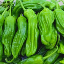 芜湖椒泡椒苏椒产地看货论价保质保量欢迎订购