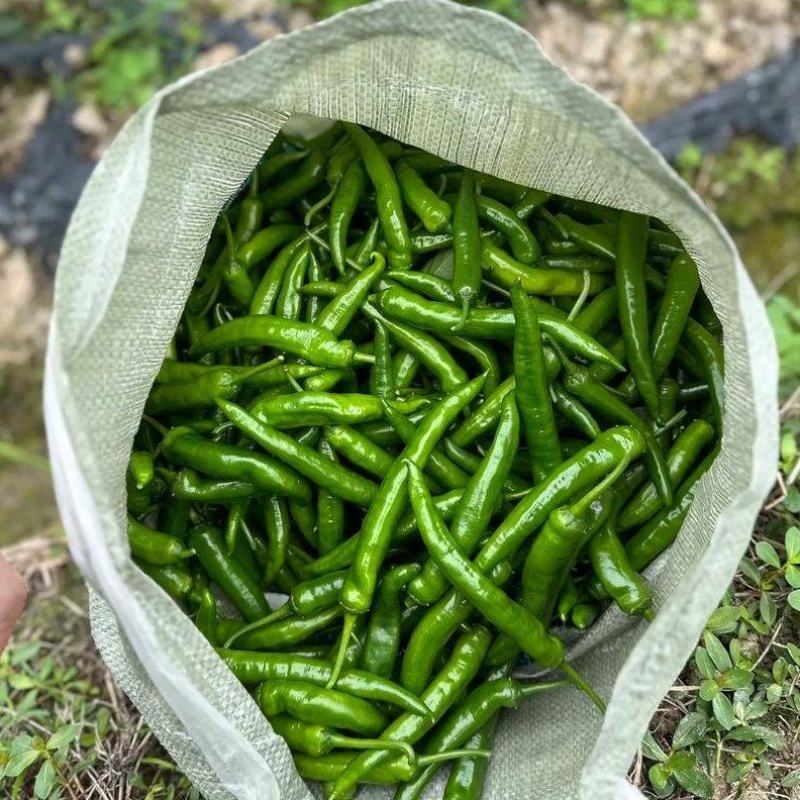 杭椒鲜辣椒产地一手货源货量充足量大质优
