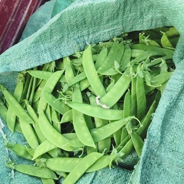 沽源县坝上精品小夹豆