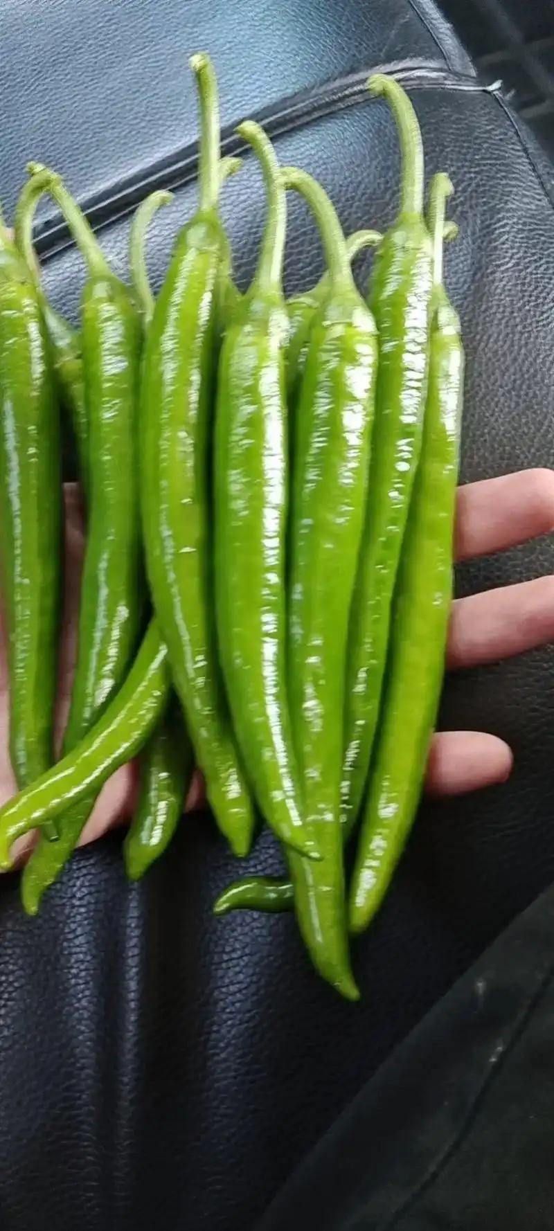 杭椒鲜辣椒产地一手货源货量充足量大质优