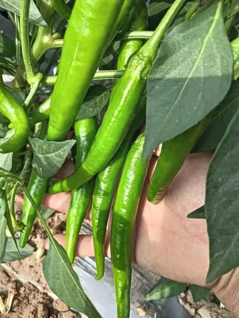 杭椒鲜辣椒产地一手货源货量充足量大质优