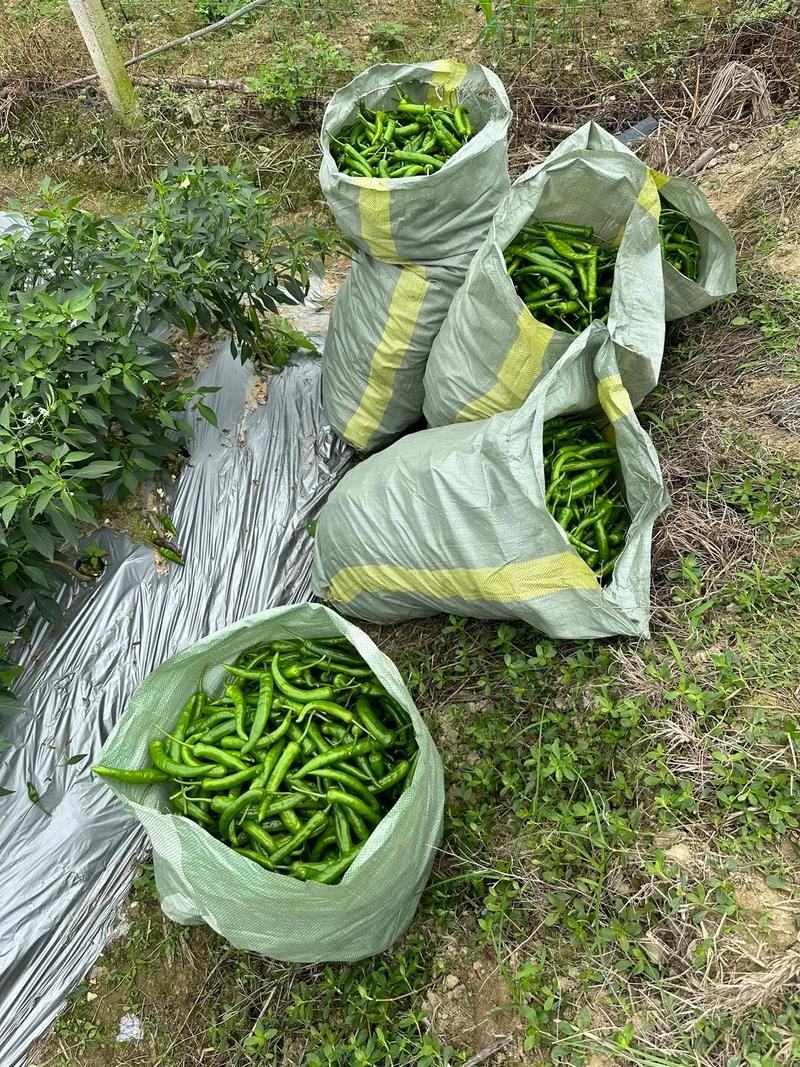杭椒鲜辣椒产地一手货源货量充足量大质优