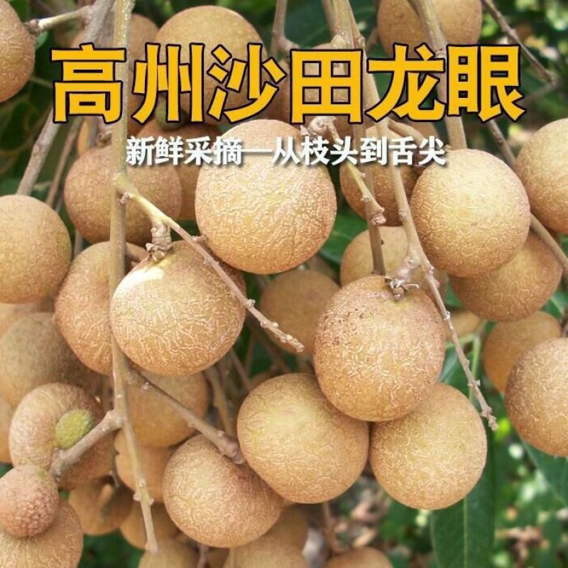 广东新品新鲜水果龙眼新上市，量大从优，欢迎订购