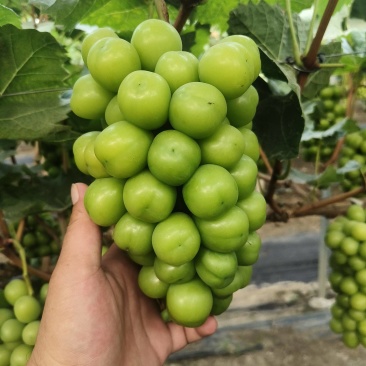精品阳光玫瑰
