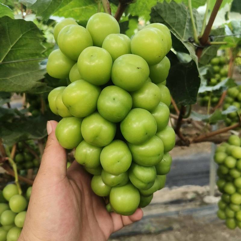 精品阳光玫瑰