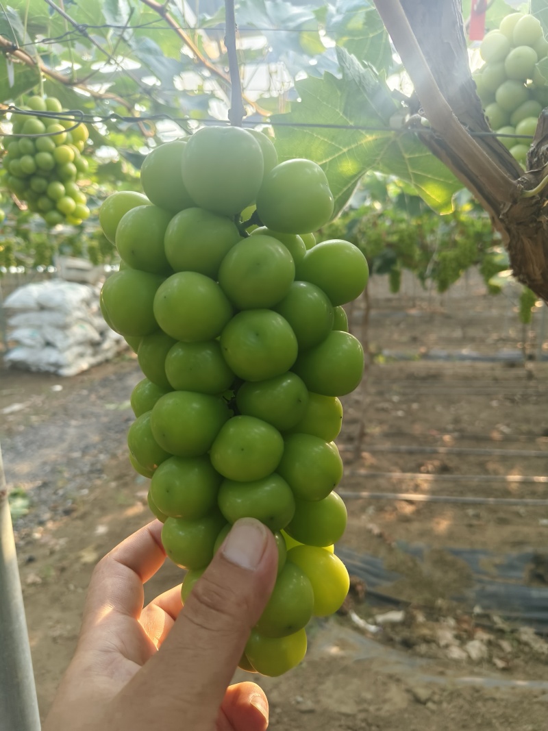 精品阳光玫瑰