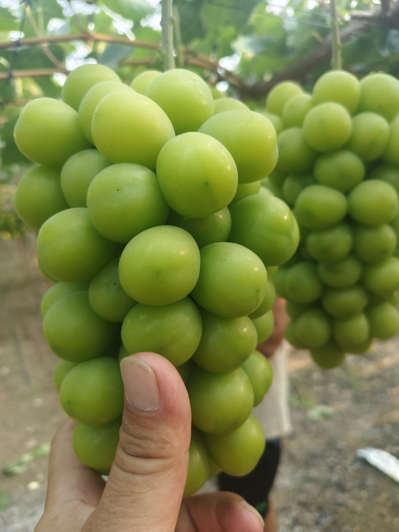 精品阳光玫瑰
